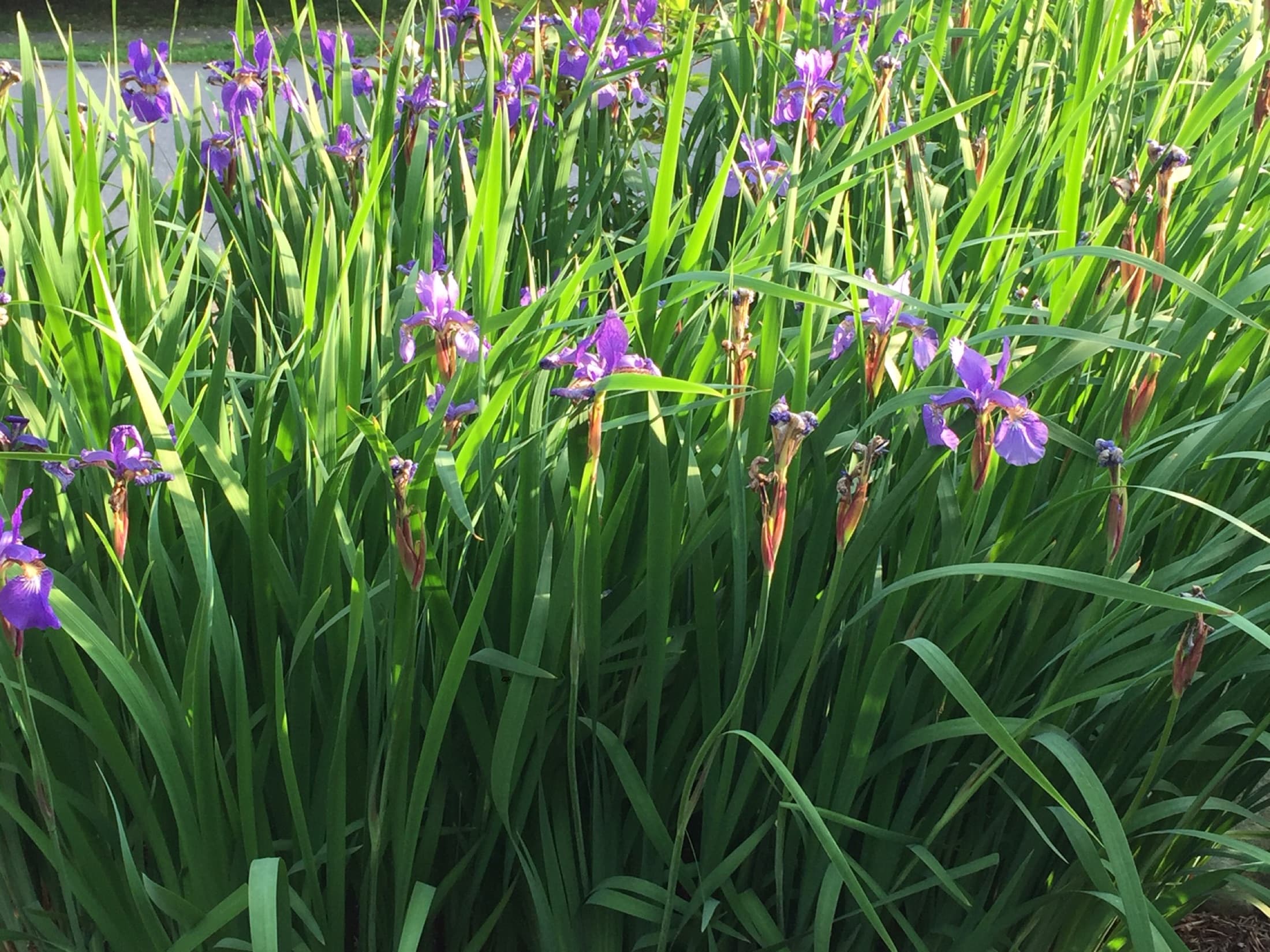 An iris in full bloom